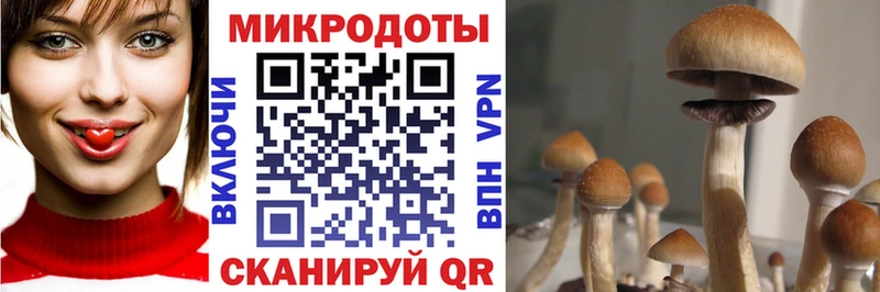 Галлюциногенные грибы прущие грибы Дальнегорск